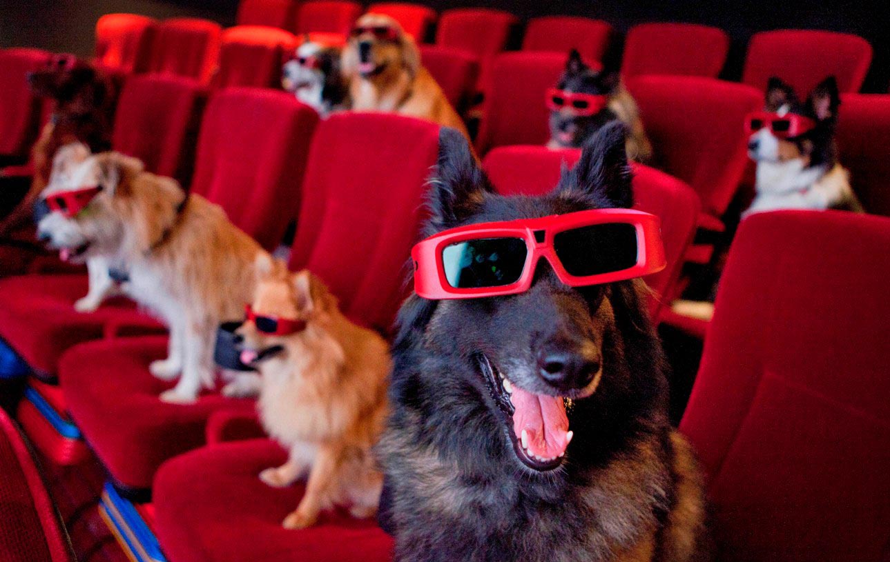 5 Movies Dog Lovers Can't Miss - BarkHappy
