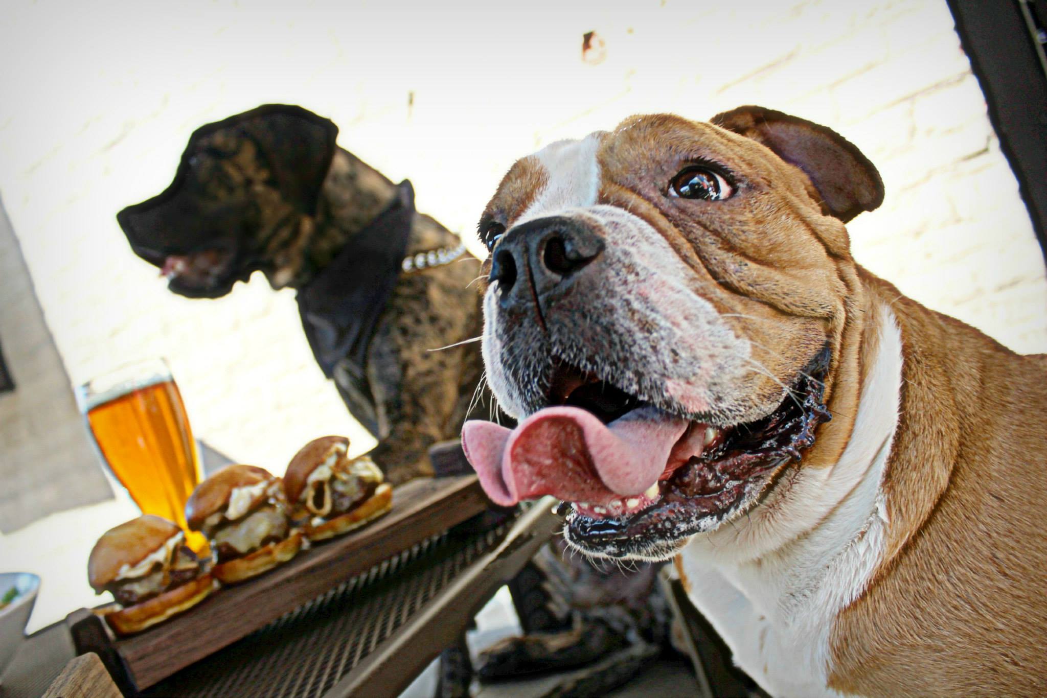 The 7 Best Dog Friendly Restaurants in Austin for Brunch - BarkHappy