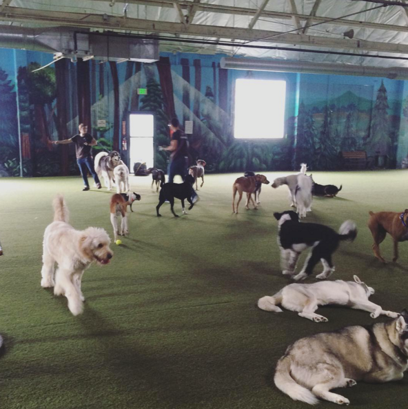 BarkHappy Portland Indoor Dog Park Playdate at Fido's BarkHappy