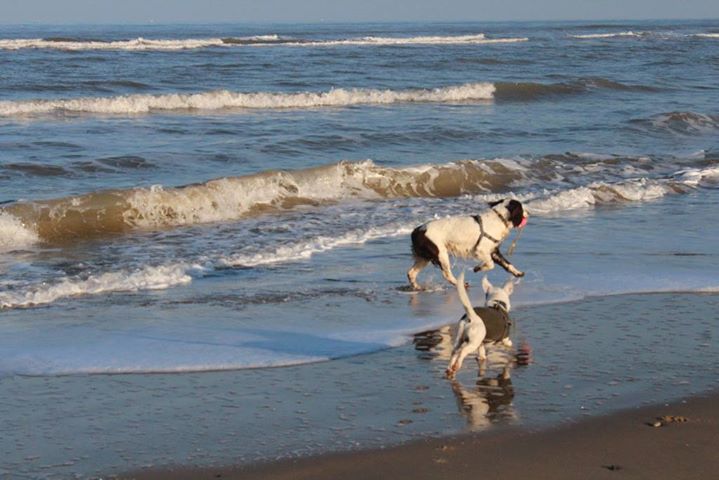 BarkHappy San Diego: Splash Around at OB Dog Beach - BarkHappy