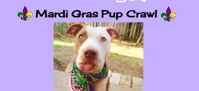 Barkhappy Orlando Mardi Gras Pup Crawl For Pet Rescue By Judy